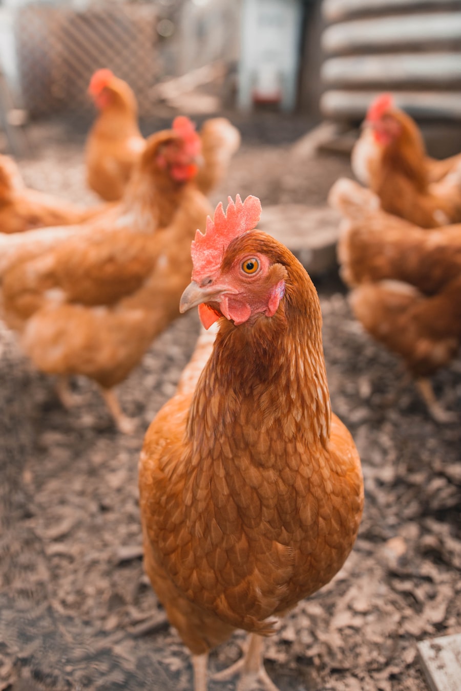 Poultry Farm Pakistan